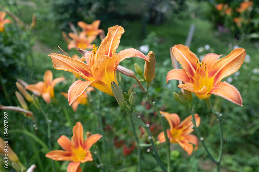 Landscape from tiger lily flowers, close up. Background from blooming orange lilies for publication, design, poster, calendar, post, screensaver, wallpaper, card, banner, cover, website Landscape from tiger lily flowers, close up. Background from blooming orange lilies for publication, design, poster, calendar, post, screensaver, wallpaper, card, banner, cover, website