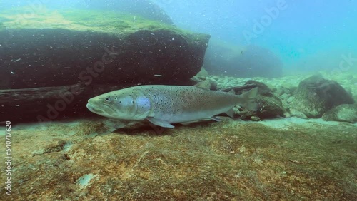Freshwater fish Common huchen (Hucho hucho) in the beautiful clean river. Underwater footage with excellent background and natural light. Wildlife animal. Swimming predator fish in the river habitat.