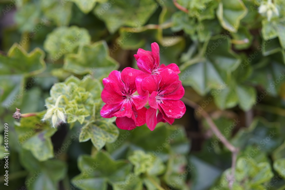 Pelargonium rollers Pioneer, Geraniaceae family. Pelargonium rollers Pioneer, Geraniaceae family.