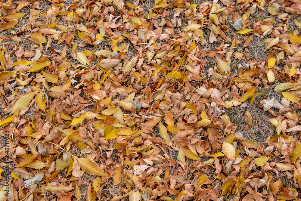 autumn leaves background autumn leaves background