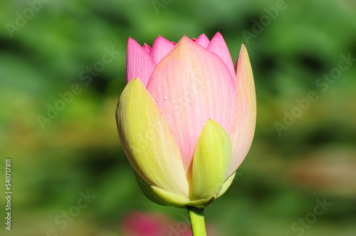 Rosa Lotusbl  te  Nelumbo   Stuttgart  Baden-W  rttemberg  Deutschland  Europa