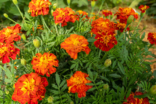 Background from orange marigold flowers. Field with tagetes. Bright french marigolds for publication, poster, calendar, post, screensaver, wallpaper, postcard, postcard, banner, cover, website © vveronka