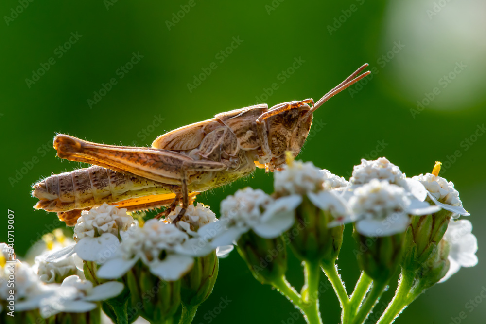 Fototapeta premium Kurzfühlerschrecke, wingless grasshopper