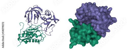 Matrix metalloproteinase-3 (green) and tissue inhibitor of metalloproteinases - 1 (violet) complex. 3D cartoon and Gaussian surface models, PDB 1uea photo