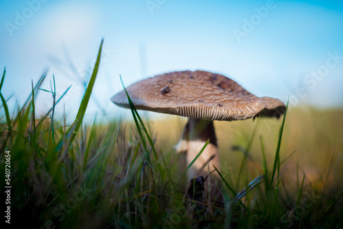 Картината върху платно The blusher mushroom is the common name for several closely related species of t