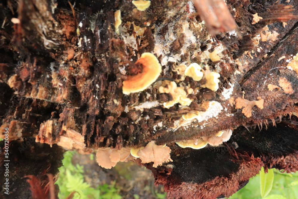 Mushrooms on a wood in the forest. Wild mushrooms on a tree stump. live by absorbing plant organic matter Mushrooms on a wood in the forest. Wild mushrooms on a tree stump. live by absorbing plant organic matter