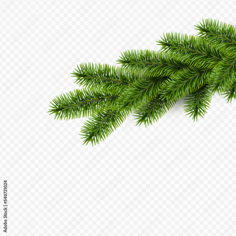 Vector realistic pine branch on transparent background.