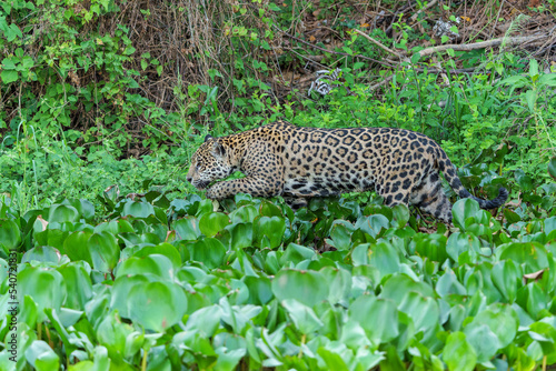 Jaguar  Panthera onca  hunting in the Northern Pantanal in Mata Grosso in Brazil