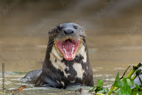 Giant River Otter, Pteronura brasiliensis, eating fish, Matto Grosso, Pantanal, Brazil, South  photo