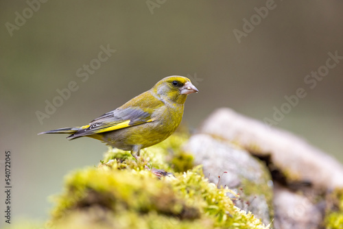 Yellowhammer (Emberiza citrinella).Bird sitting on a branch with green background. Wildlife scenery