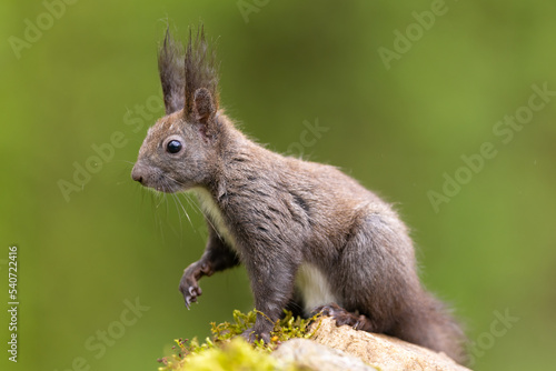 Red squirrel, Sciurus vulgaris, Cute arboreal, omnivorous rodent . Portrait of eurasian squirrel in natural habitat. Wildlife scenery  © Branislav