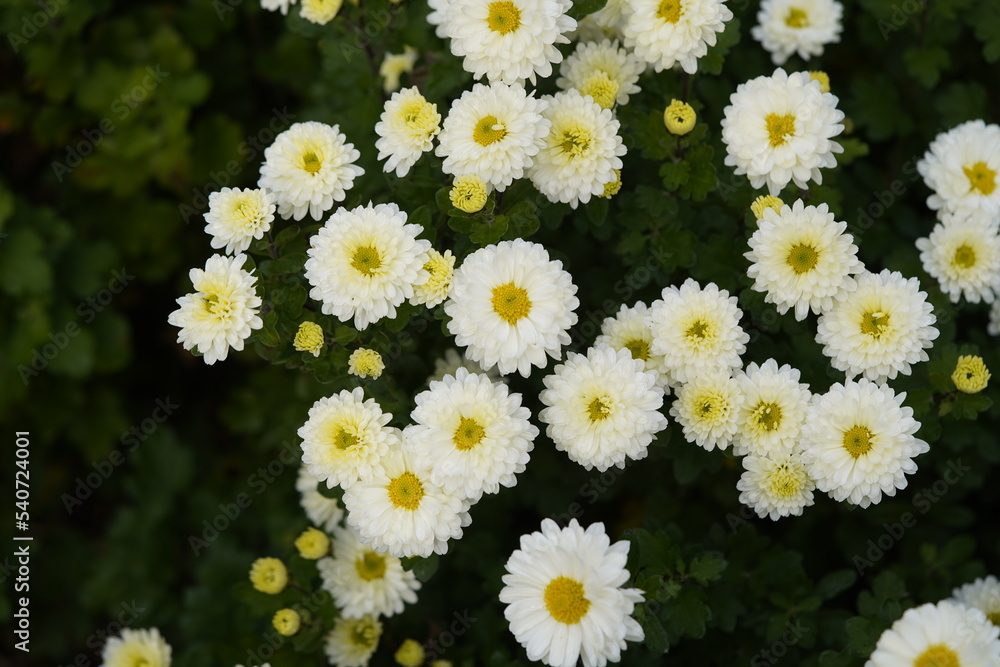 Obraz premium Chrysanthemum 'Poesie', Asteraceae family. 