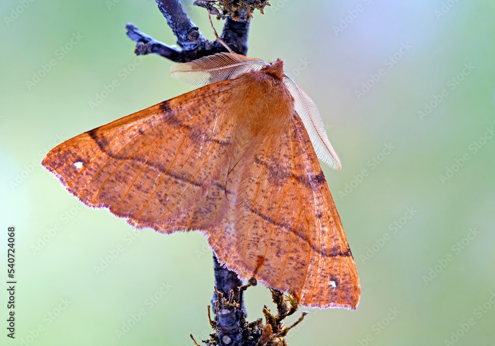 Federfühler-Herbstspanner (Colotois pennaria)
