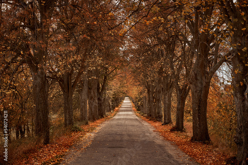 A rural road, tree-lined in autumn, offers a tranquil and picturesque countryside view.