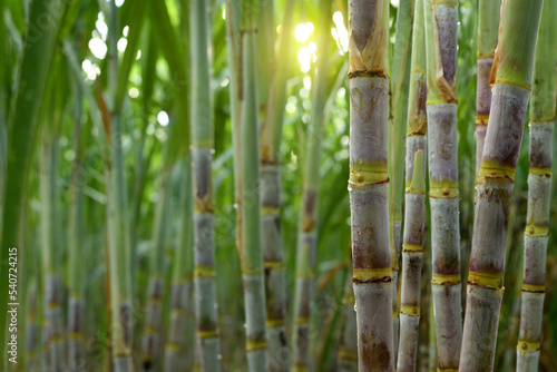 Sugar cane plantation growing up. photo