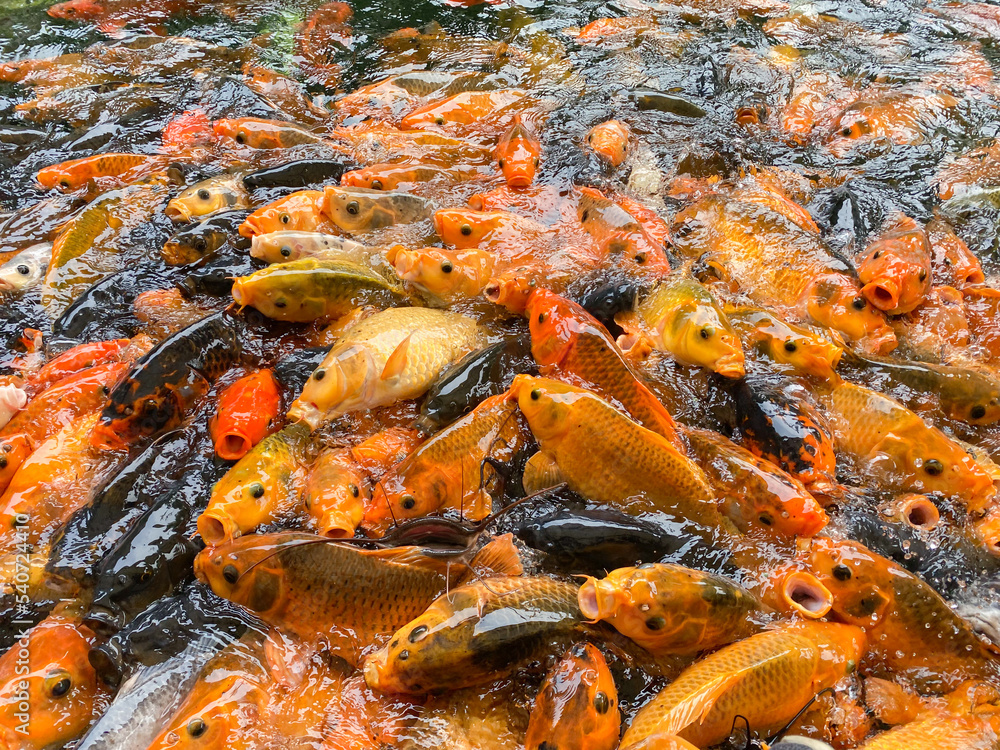a lot of Koi Carps Fish mixed with catfish swimming the pond. over population fish a lot of Koi Carps Fish mixed with catfish swimming the pond. over population fish