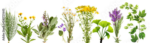 Large variety of medicinal plants 2, transparency background