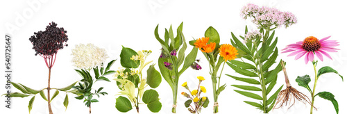 Large variety of medicinal plants 1, transparency background