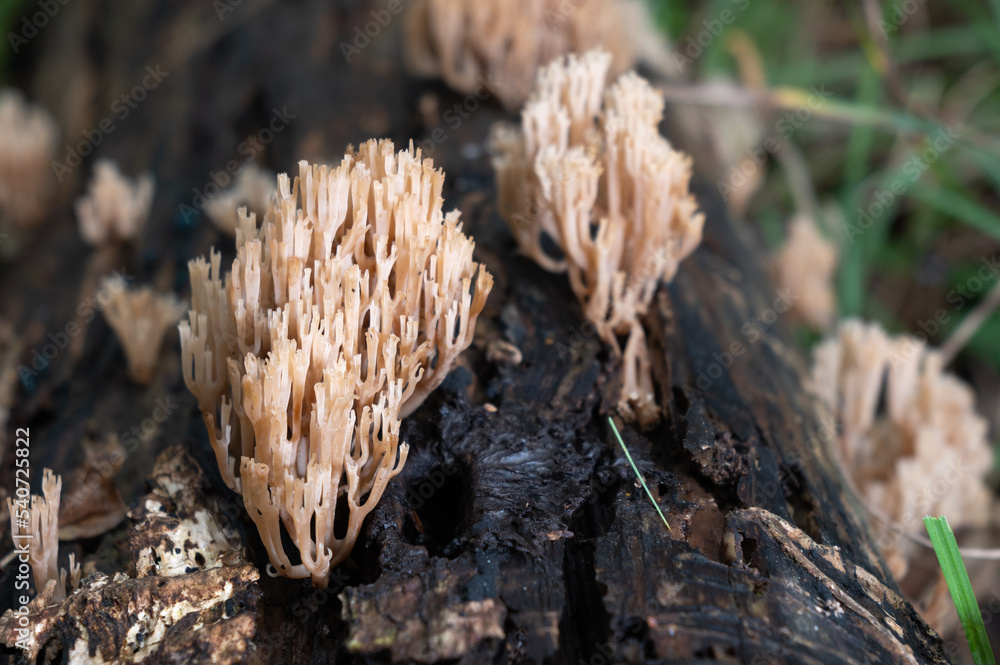Ramaria formosa - Salmon coral - Clavaire jolie - Ramaire élégante - Clavaire élégante Ramaria formosa - Salmon coral - Clavaire jolie - Ramaire élégante - Clavaire élégante