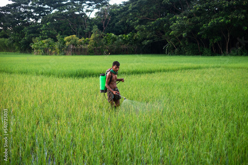 South asian farmer spraying insecticide in a green paddy field, hard working man 