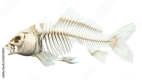 Photography fish anatomy