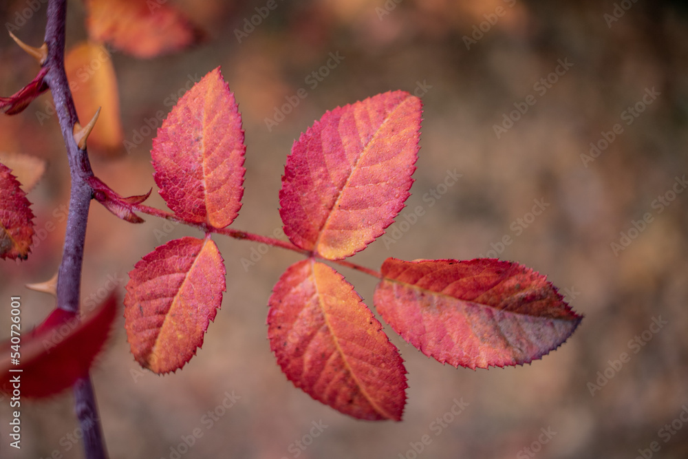 red leaves in autumn red leaves in autumn
