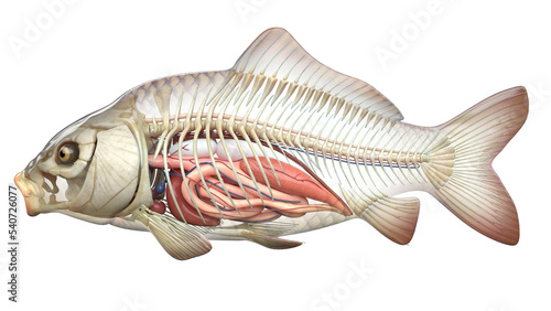 fish anatomy photo