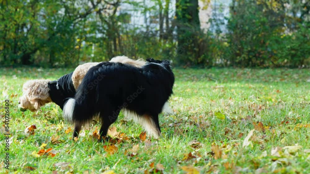 slowmontion shot of a Goldendoodle steals the ball from a Border collie dog and runs away from him towards the camera slowmontion shot of a Goldendoodle steals the ball from a Border collie dog and runs away from him towards the camera