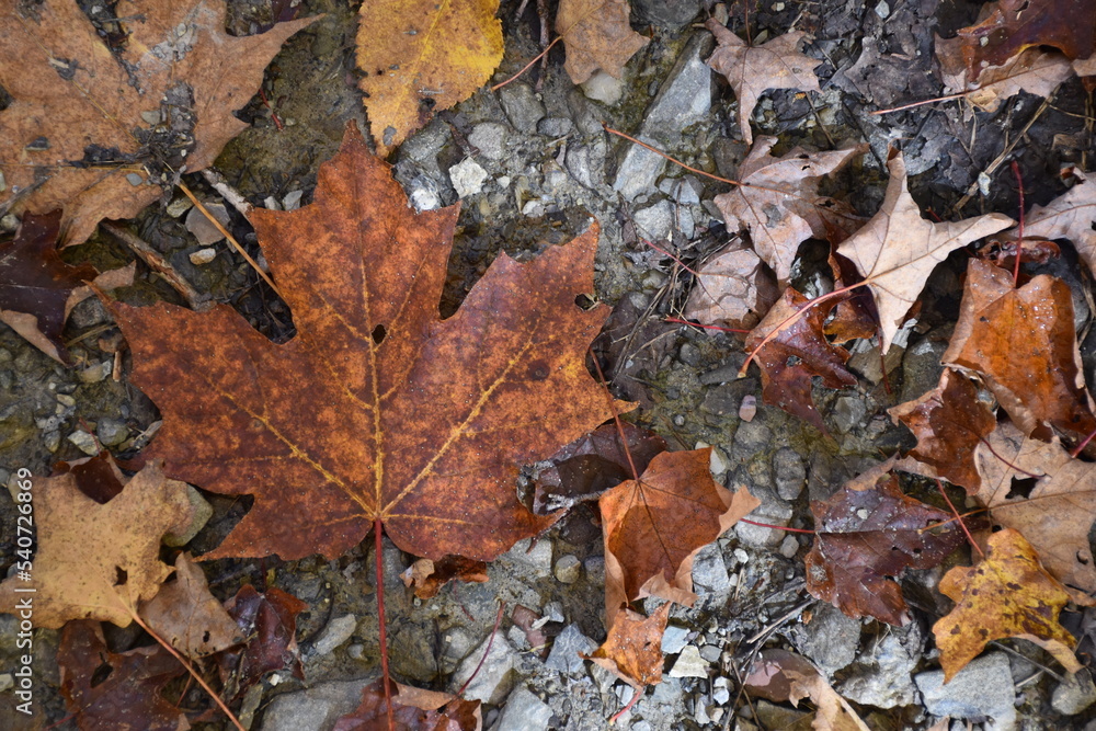 A maple leaf in the fall, Sainte-Apolline, Québec, Canada A maple leaf in the fall, Sainte-Apolline, Québec, Canada