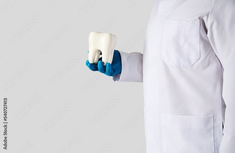 Dentist holding tooth model on white background Dentist holding tooth model on white background