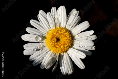 Daisy chamomile flowers on dark background. View with copy space