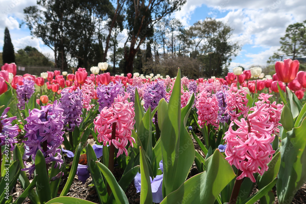 Obraz premium tulips in the garden