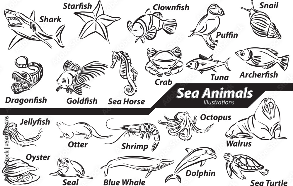 Obraz premium set collection drawings sea animals wild life ocean water lifestyle design vector illustration