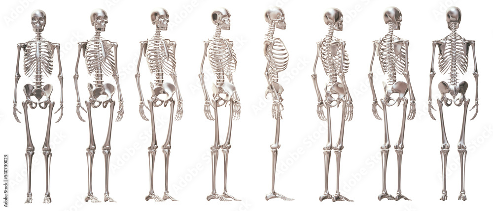 skull skeleton death, human, halloween