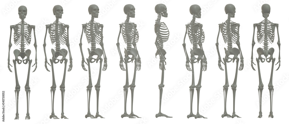 skull skeleton death, human, halloween skull skeleton death, human, halloween
