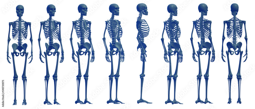 Fototapeta premium skull skeleton death, human, halloween