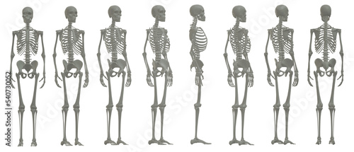 skull skeleton death  human  halloween