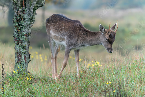 Youn male Fallow deer  Dama dama  in rutting season in  the forest of Amsterdamse Waterleidingduinen in the Netherlands. National Animal of Antigua and Barbuda.                                        