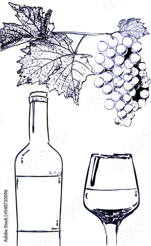 Wine bottle and glass with grapes branch vector line art. Vintage poster grap...