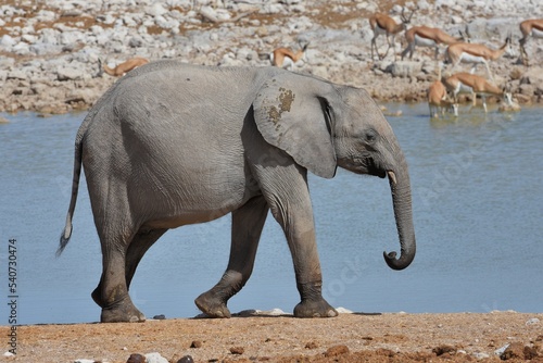 Afrikanischer Elefant  loxodonta africana  am Wasserloch Okaukuejo im Etosha Nationalpark in Namibia. 
