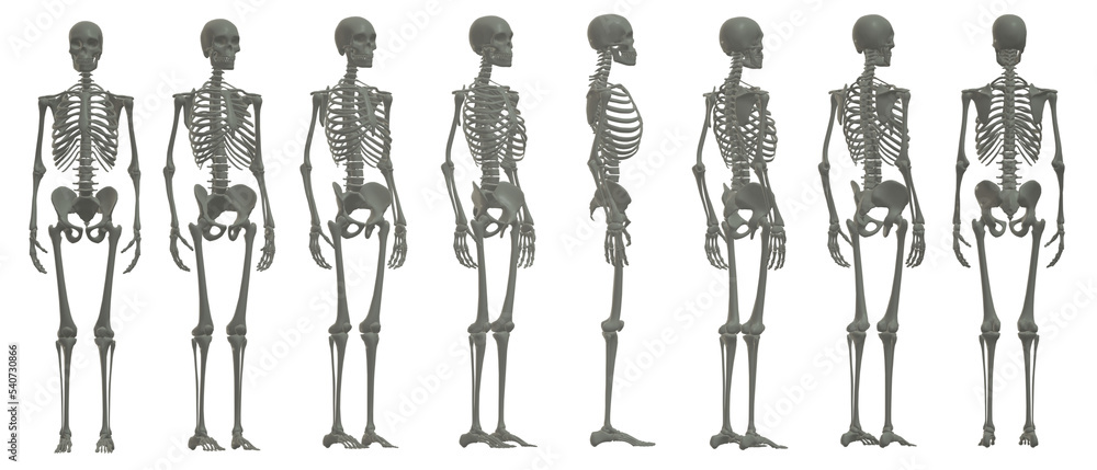skull skeleton death, human, halloween skull skeleton death, human, halloween