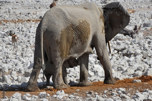 Elefantenbaby mit Muttertier am Wasserloch Okaukuejo im Etosha Nationalpark in Namibia.  photo