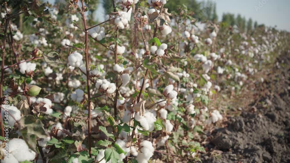 a branch of high-quality cotton, ready for harvest, against a blue sky, 4k video. Cotton plantation. a branch of high-quality cotton, ready for harvest, against a blue sky, 4k video. Cotton plantation.