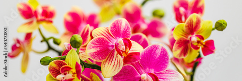 Colorful Phalaenopsis orchids var. Kolibri flowers, closeup. Little Kolibri Orchids Mineral blossom
