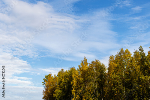 treetops in autumn colors against the blue sky background