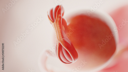 human fetus photo