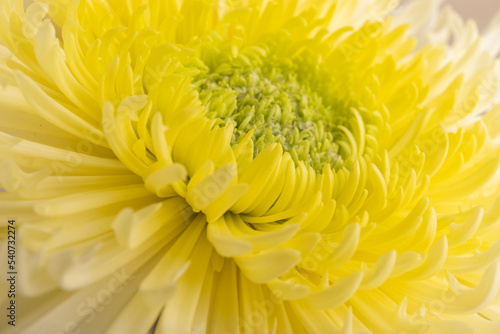 Yellow chrysanthemum head flower in close up.  Creative autumn concept. Floral pattern  object.