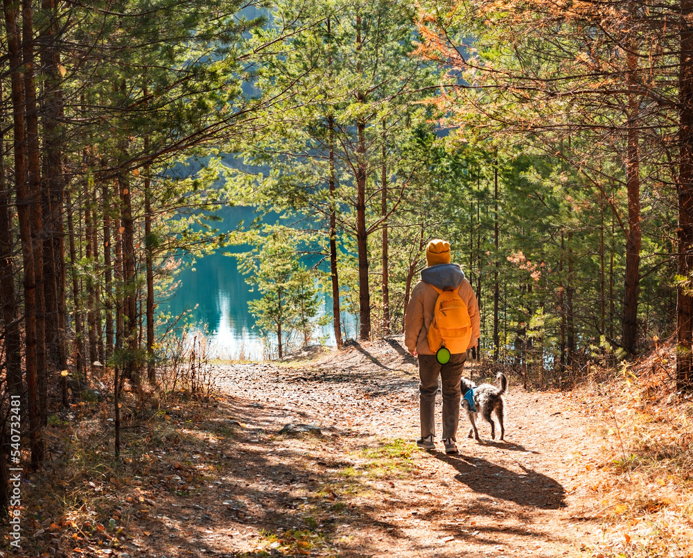 Obraz premium Rear view young woman with yellow backpack walking mixed breed dog with bedlington whippet through autumn forest towards lake pet adoption traveling with dog