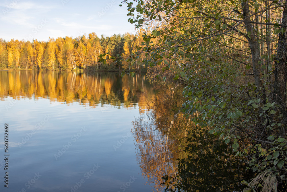 Autumn landscape with a pond. Trees with yellow foliage are reflected in the water.