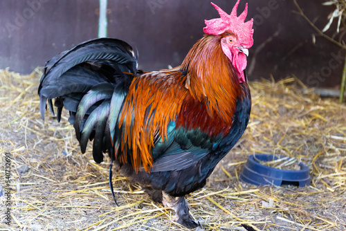 The Marans cock, rooster  from the port town of Marans photo